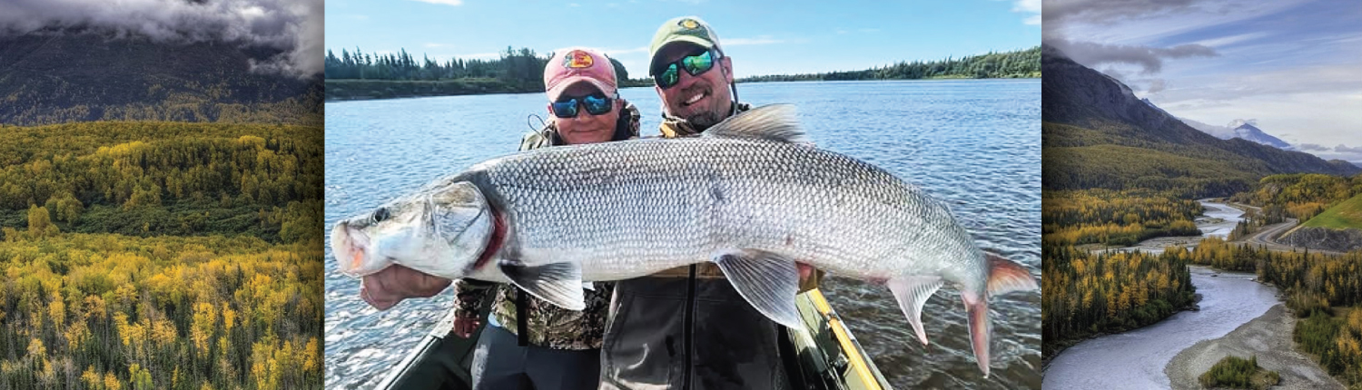 Trophy Sheefish in Alaska
